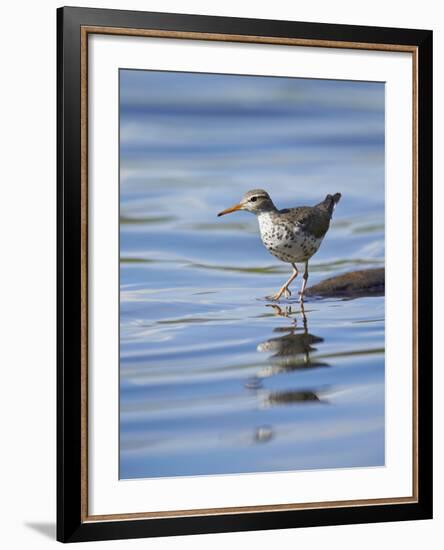 Spotted Sandpiper (Actitis Macularia)-James Hager-Framed Photographic Print