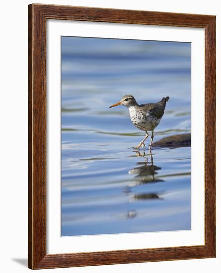 Spotted Sandpiper (Actitis Macularia)-James Hager-Framed Photographic Print