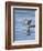 Spotted Sandpiper (Actitis Macularia)-James Hager-Framed Photographic Print