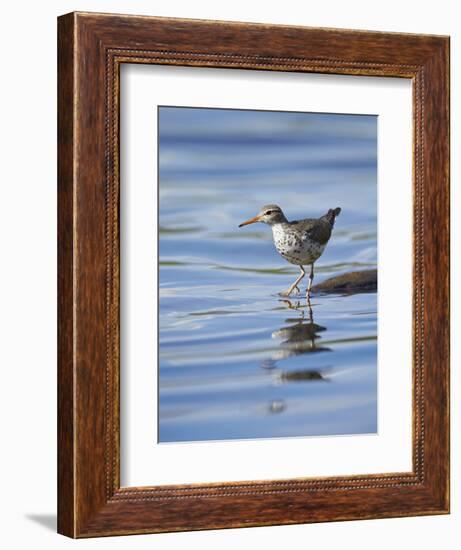 Spotted Sandpiper (Actitis Macularia)-James Hager-Framed Photographic Print