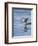 Spotted Sandpiper (Actitis Macularia)-James Hager-Framed Photographic Print