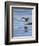 Spotted Sandpiper (Actitis Macularia)-James Hager-Framed Photographic Print