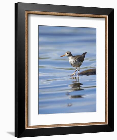 Spotted Sandpiper (Actitis Macularia)-James Hager-Framed Photographic Print