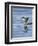 Spotted Sandpiper (Actitis Macularia)-James Hager-Framed Photographic Print