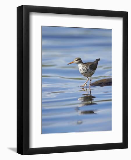 Spotted Sandpiper (Actitis Macularia)-James Hager-Framed Photographic Print