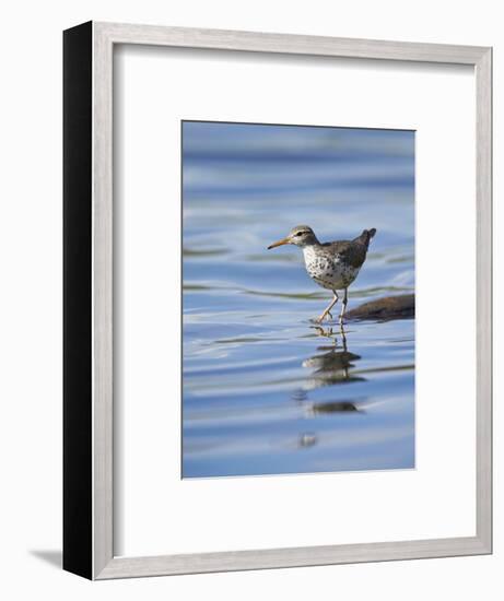 Spotted Sandpiper (Actitis Macularia)-James Hager-Framed Photographic Print