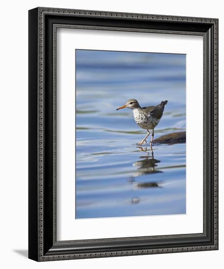 Spotted Sandpiper (Actitis Macularia)-James Hager-Framed Photographic Print