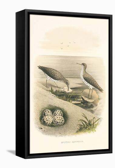 Spotted Sandpiper Nest and Eggs-null-Framed Stretched Canvas