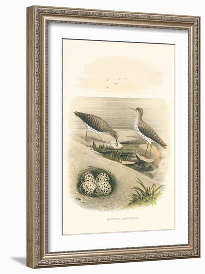 Spotted Sandpiper Nest and Eggs-null-Framed Art Print