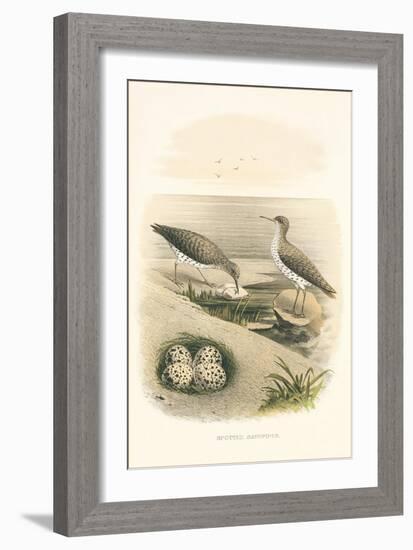 Spotted Sandpiper Nest and Eggs-null-Framed Art Print