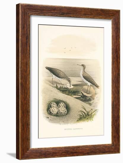 Spotted Sandpiper Nest and Eggs-null-Framed Art Print