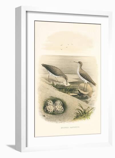 Spotted Sandpiper Nest and Eggs-null-Framed Art Print