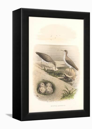 Spotted Sandpipers, Eggs-null-Framed Stretched Canvas