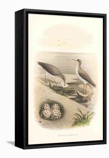 Spotted Sandpipers, Eggs-null-Framed Stretched Canvas