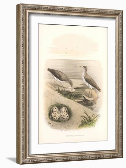 Spotted Sandpipers, Eggs-null-Framed Art Print