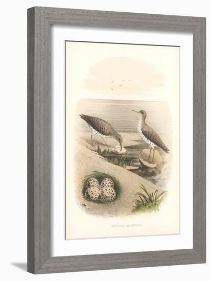 Spotted Sandpipers, Eggs-null-Framed Art Print