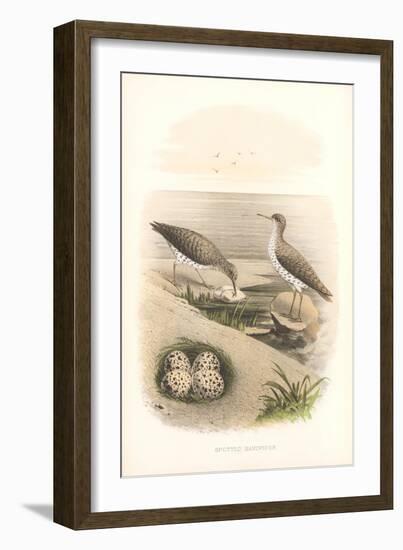 Spotted Sandpipers, Eggs-null-Framed Art Print