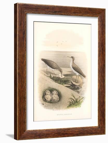 Spotted Sandpipers, Eggs-null-Framed Art Print