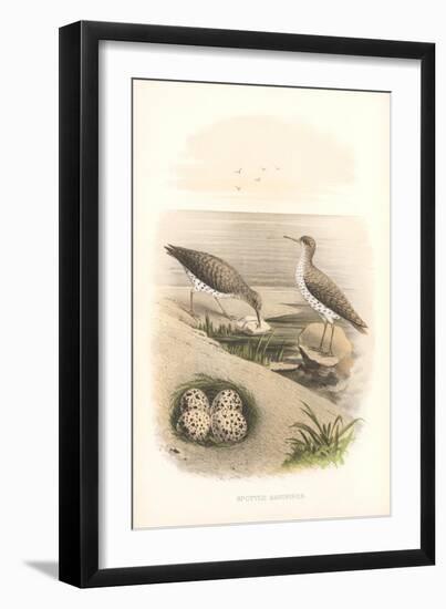 Spotted Sandpipers, Eggs-null-Framed Art Print