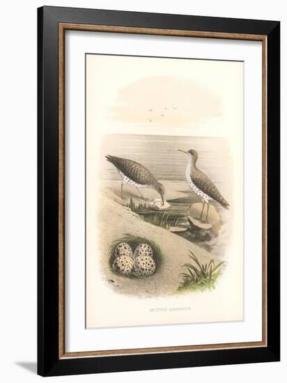 Spotted Sandpipers, Eggs-null-Framed Art Print