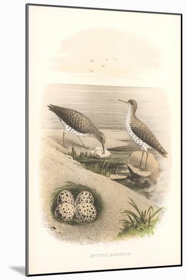 Spotted Sandpipers, Eggs-null-Mounted Art Print