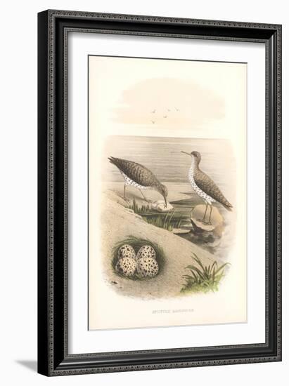 Spotted Sandpipers, Eggs-null-Framed Art Print