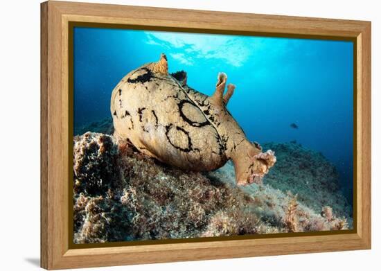 Spotted sea hare, Costa Amalfitana, Italy, Tyrrhenian Sea-Franco Banfi-Framed Premier Image Canvas