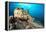 Spotted sea hare, Costa Amalfitana, Italy, Tyrrhenian Sea-Franco Banfi-Framed Premier Image Canvas