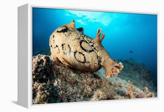 Spotted sea hare, Costa Amalfitana, Italy, Tyrrhenian Sea-Franco Banfi-Framed Premier Image Canvas