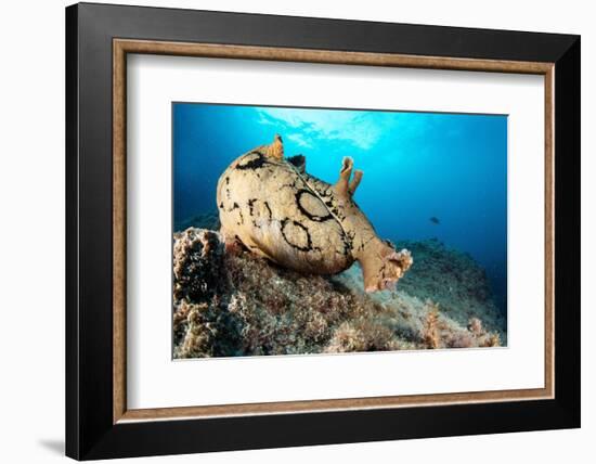 Spotted sea hare, Costa Amalfitana, Italy, Tyrrhenian Sea-Franco Banfi-Framed Photographic Print