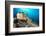 Spotted sea hare, Costa Amalfitana, Italy, Tyrrhenian Sea-Franco Banfi-Framed Photographic Print