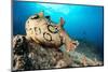 Spotted sea hare, Costa Amalfitana, Italy, Tyrrhenian Sea-Franco Banfi-Mounted Photographic Print