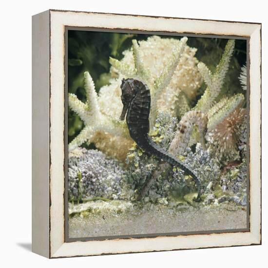 Spotted Seahorse Dark and Light Colour Phases, on Coral Reef, from Indo-Pacific-Jane Burton-Framed Premier Image Canvas
