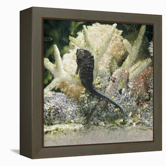 Spotted Seahorse Dark and Light Colour Phases, on Coral Reef, from Indo-Pacific-Jane Burton-Framed Premier Image Canvas