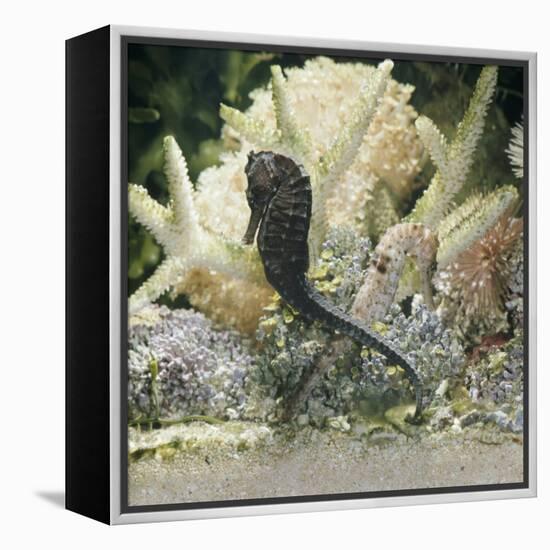 Spotted Seahorse Dark and Light Colour Phases, on Coral Reef, from Indo-Pacific-Jane Burton-Framed Premier Image Canvas