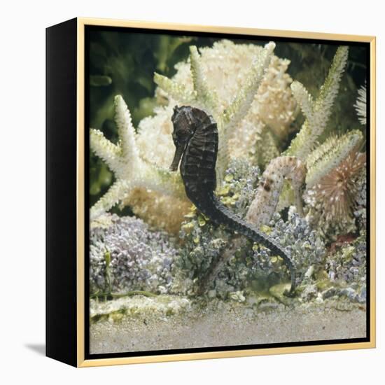 Spotted Seahorse Dark and Light Colour Phases, on Coral Reef, from Indo-Pacific-Jane Burton-Framed Premier Image Canvas