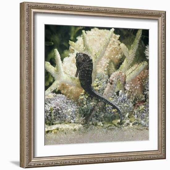 Spotted Seahorse Dark and Light Colour Phases, on Coral Reef, from Indo-Pacific-Jane Burton-Framed Photographic Print