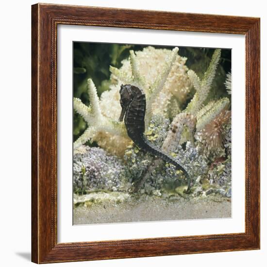 Spotted Seahorse Dark and Light Colour Phases, on Coral Reef, from Indo-Pacific-Jane Burton-Framed Photographic Print