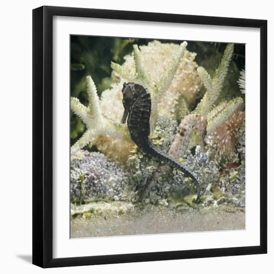 Spotted Seahorse Dark and Light Colour Phases, on Coral Reef, from Indo-Pacific-Jane Burton-Framed Photographic Print