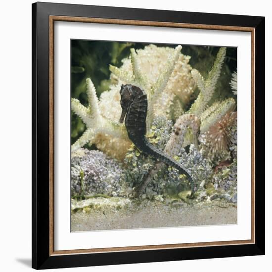 Spotted Seahorse Dark and Light Colour Phases, on Coral Reef, from Indo-Pacific-Jane Burton-Framed Photographic Print