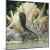 Spotted Seahorse Dark and Light Colour Phases, on Coral Reef, from Indo-Pacific-Jane Burton-Mounted Photographic Print