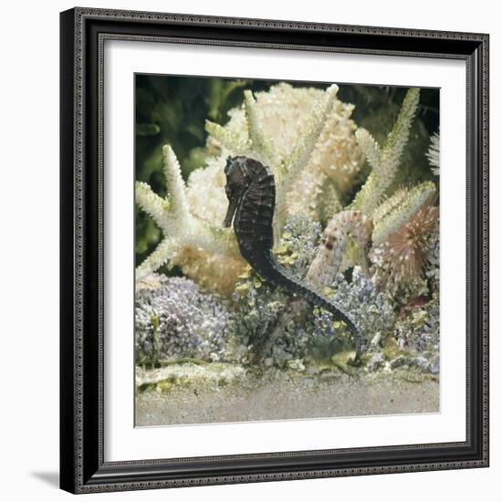 Spotted Seahorse Dark and Light Colour Phases, on Coral Reef, from Indo-Pacific-Jane Burton-Framed Photographic Print