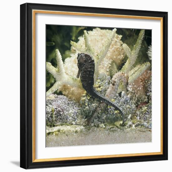 Spotted Seahorse Dark and Light Colour Phases, on Coral Reef, from Indo-Pacific-Jane Burton-Framed Photographic Print