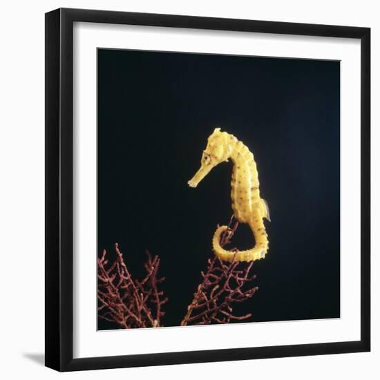 Spotted Seahorse on Gorgonian Coral, from Indo-Pacific-Jane Burton-Framed Photographic Print