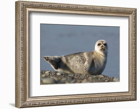 Spotted Seal (Phoca Largha) Pup Resting on a the Gravel Beach of the Bering Sea-Gerrit Vyn-Framed Photographic Print