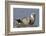 Spotted Seal (Phoca Largha) Pup Resting on a the Gravel Beach of the Bering Sea-Gerrit Vyn-Framed Photographic Print