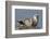 Spotted Seal (Phoca Largha) Pup Resting on a the Gravel Beach of the Bering Sea-Gerrit Vyn-Framed Photographic Print