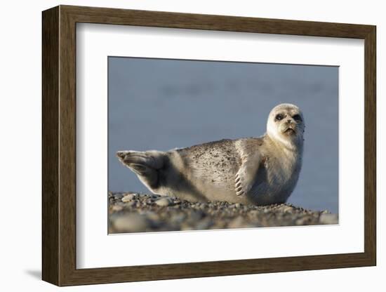 Spotted Seal (Phoca Largha) Pup Resting on a the Gravel Beach of the Bering Sea-Gerrit Vyn-Framed Photographic Print