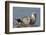 Spotted Seal (Phoca Largha) Pup Resting on a the Gravel Beach of the Bering Sea-Gerrit Vyn-Framed Photographic Print