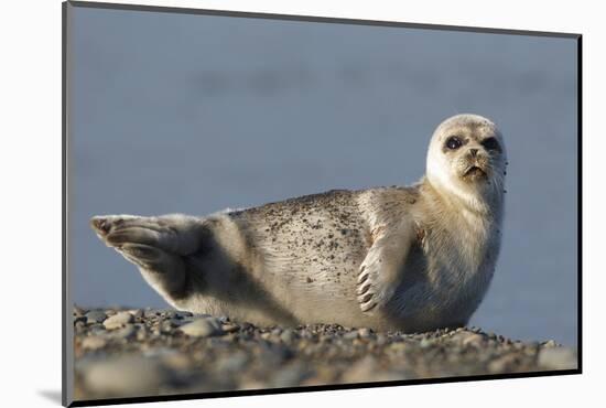 Spotted Seal (Phoca Largha) Pup Resting on a the Gravel Beach of the Bering Sea-Gerrit Vyn-Mounted Photographic Print